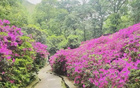 今夜鎮(zhèn)江，杜鵑紅盛開(kāi)，信念待果。