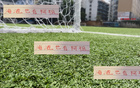收手阿祖，亞歷斯祖海港能否成陳晉一？