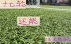 中超三強(qiáng)，維塔爾領(lǐng)銜海港，馬納法助陣申花，全勤外援17輪首發(fā)。