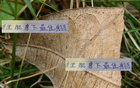 無(wú)海港武磊，中超外援誰(shuí)奪最佳射手？四大強(qiáng)手爭(zhēng)霸
