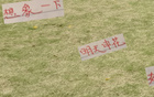 海港帥氣足，申花輸球想象。